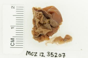 Media type: image; Invertebrate Zoology 35207   Description: Preserved specimen.;